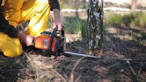 Best Fruit Tree Pruning  in Oakmont, PA